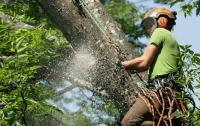 Merced Tree Services image 4